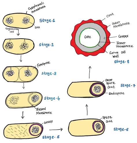 endospore reactivation process